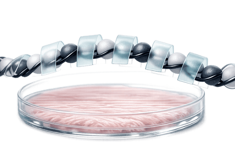 Epigenetic Silencing for Cultivated Meat Cell Lines