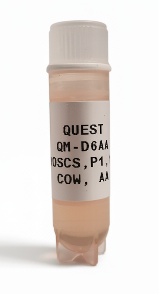 Quest Bovine Primary Cell Lines