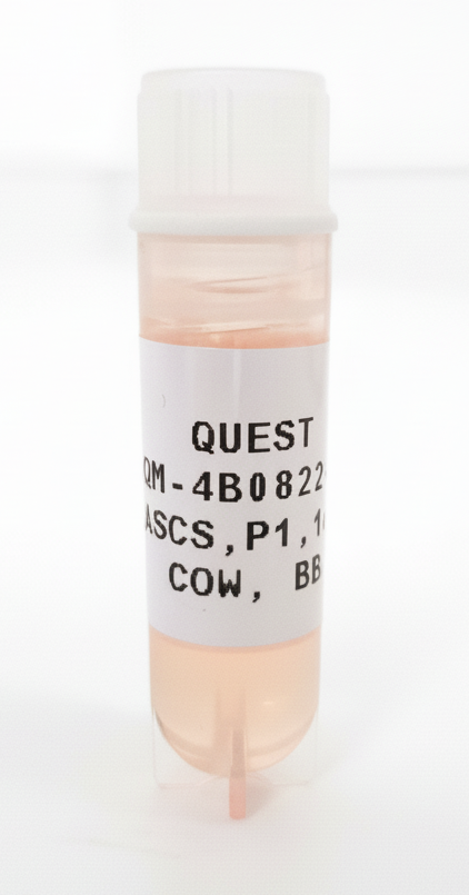 Quest Bovine Primary Cell Lines