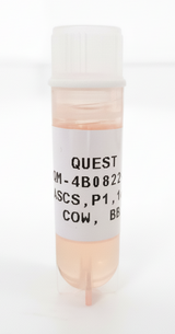 Quest Bovine Primary Cell Lines