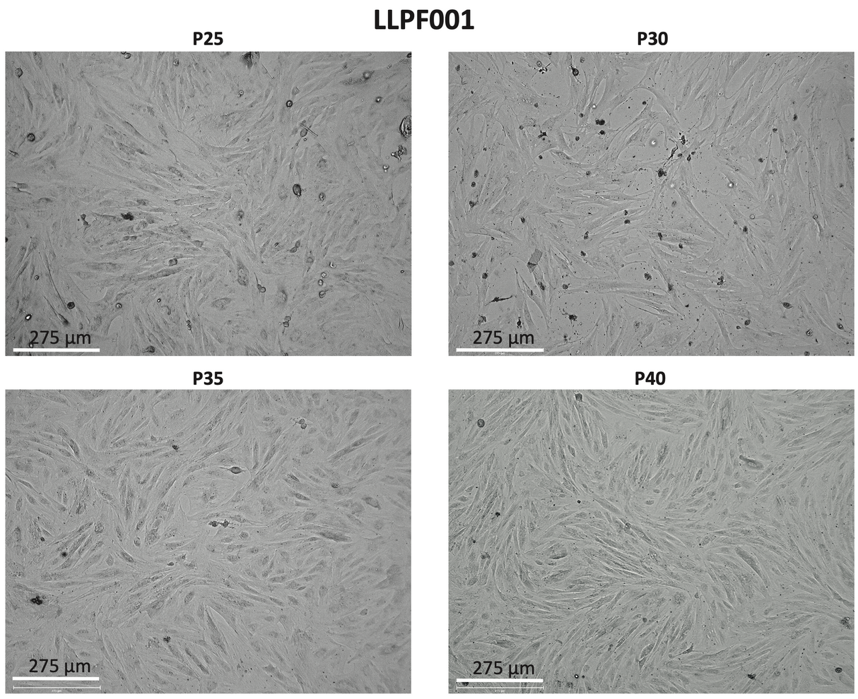 Livestock Labs Porcine Fibroblasts