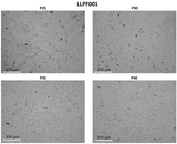 Livestock Labs Porcine Fibroblasts