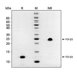 <tc>Qkine</tc> पुनः संयोजित पोर्सिन TGF-β3 प्रोटीन