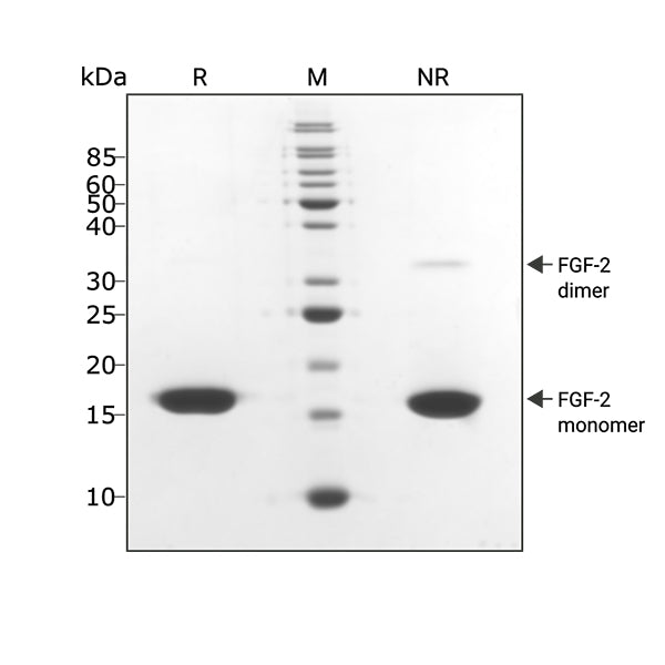 <tc>Qkine</tc> पुनः संयोजित बोवाइन/पॉर्सिन FGF-2 (145 अमीनो एसिड) प्रोटीन