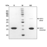 <tc>Qkine</tc> पुनः संयोजित बोवाइन/पॉर्सिन FGF-2 (145 अमीनो एसिड) प्रोटीन