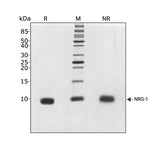 <tc>Qkine</tc> Rekombinowane białko NRG-1 bydlęce/świńskie
