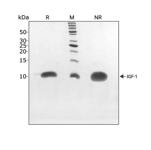 <tc>Qkine</tc> Rekombinowane białko IGF-1 bydlęce/świńskie