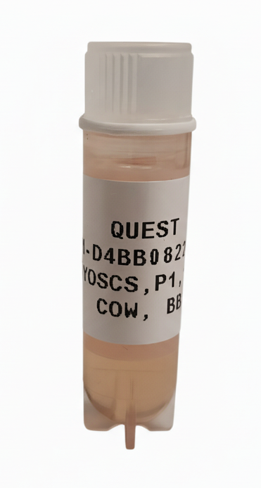 Quest Bovine Primary Cell Lines