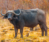 <tc>WildBio</tc> קו תאי פרה-אדיפוציטים של בופאלו – שומן