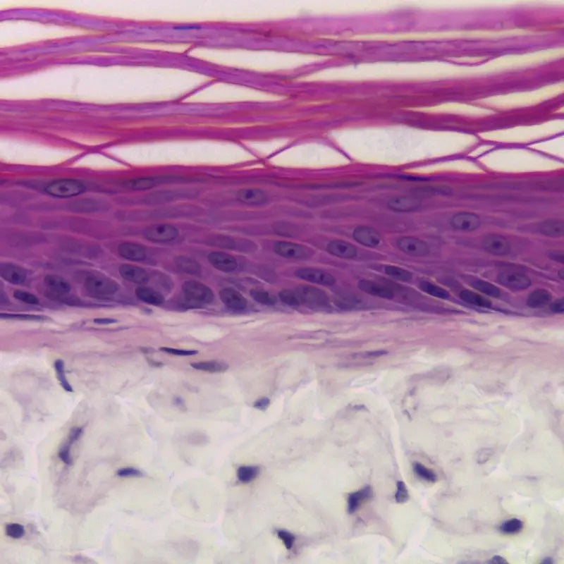 Alvetex® アドバンスト シングルウェルプレート