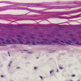 Alvetex® アドバンスト シングルウェルプレート