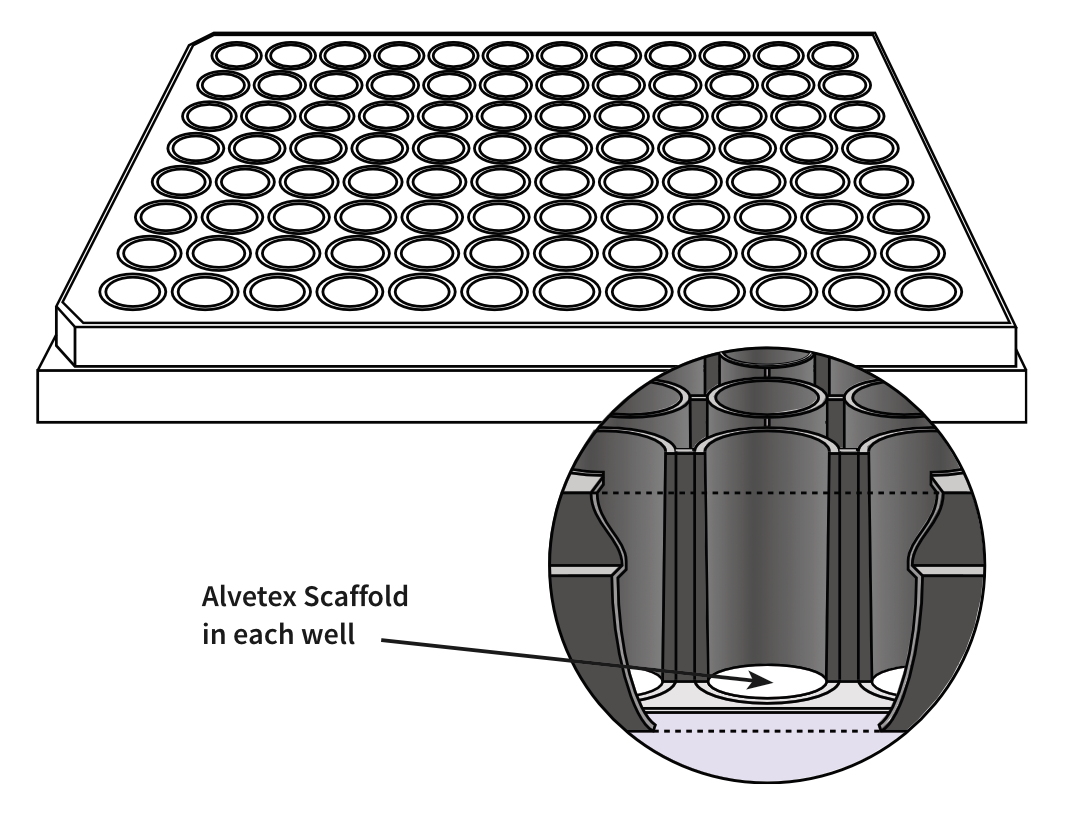 ® แผ่นเพลท 96 หลุม Scaffold