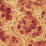 Alvetex® アドバンスト シングルウェルプレート