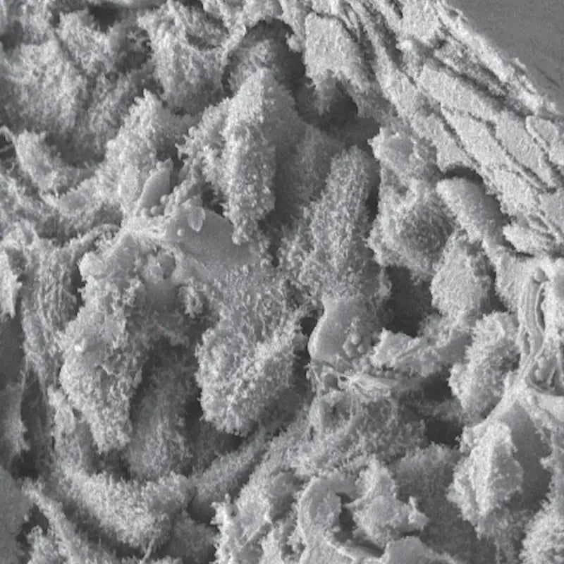 Alvetex® アドバンスト シングルウェルプレート