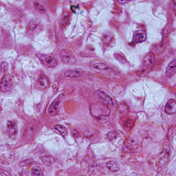 Alvetex® アドバンスト シングルウェルプレート