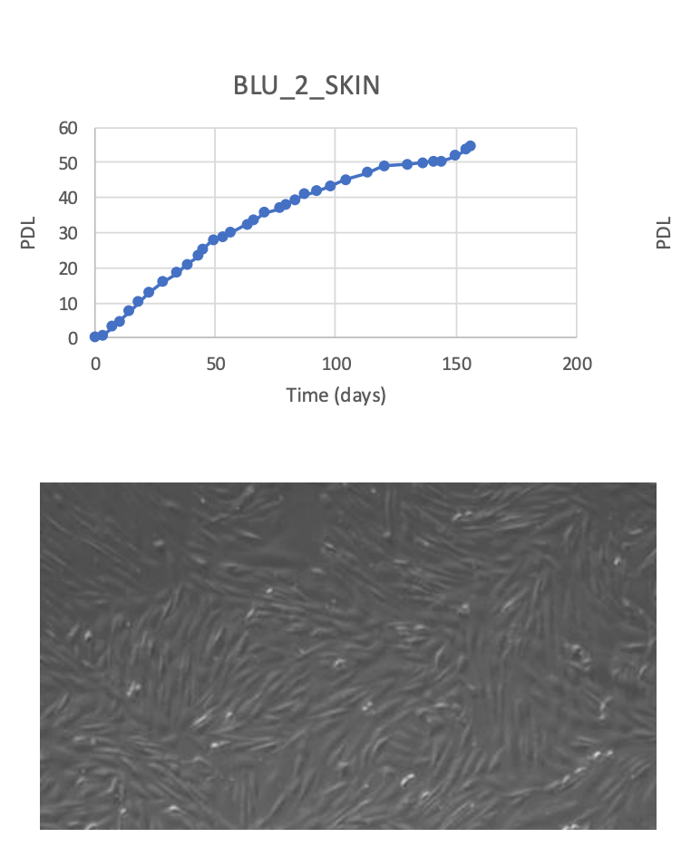<tc>WildBio</tc> קו תאי פיברובלסט של גנו כחול – עור