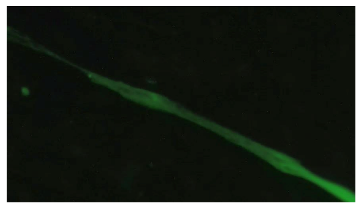 <tc>WildBio</tc> קו תאי מיובלסט של גנו כחול – שריר