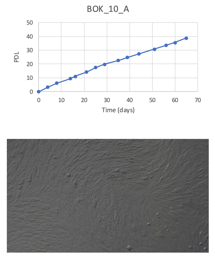 <tc>WildBio</tc> קו תאי פרה-אדיפוציטים של ספרינגבוק – שומן