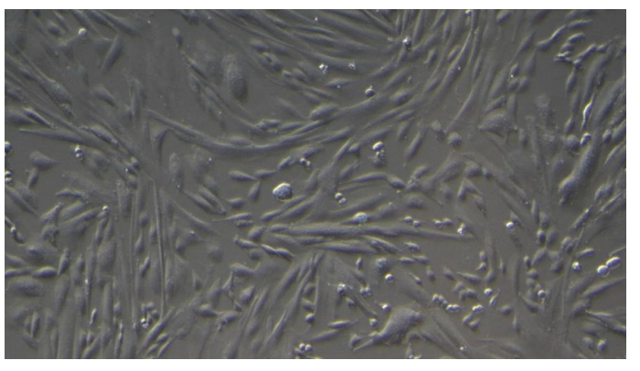 <tc>WildBio</tc> קו תאי מיובלסט ספרינגבוק – שריר