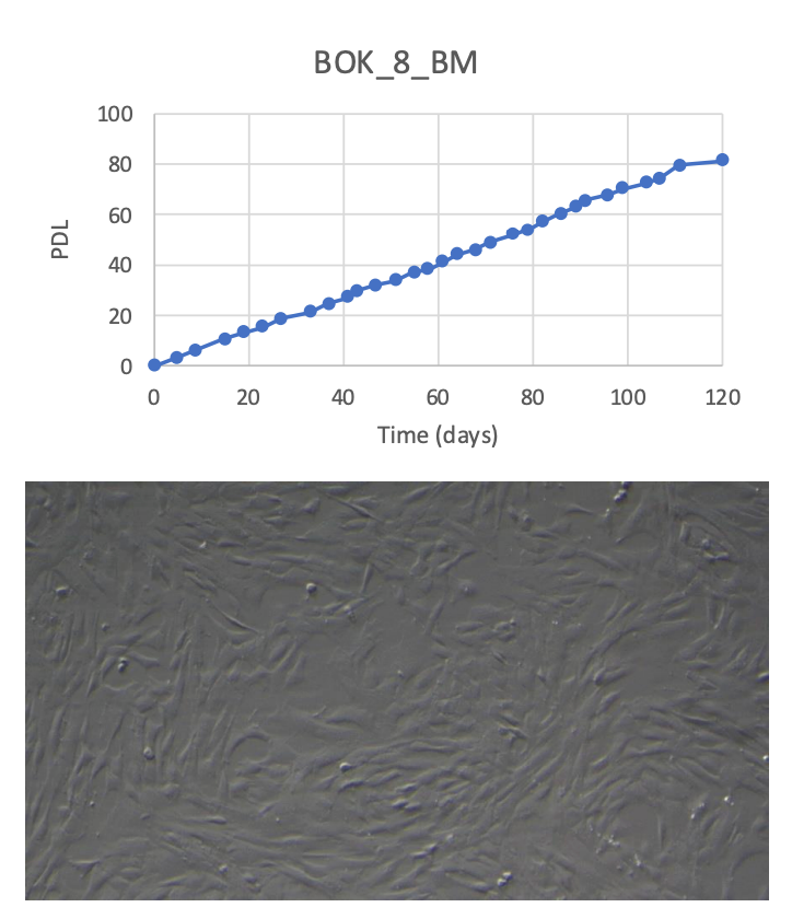 <tc>WildBio</tc> スプリングボック MSC細胞株 – 骨髄