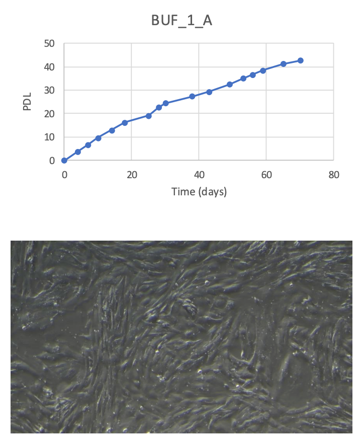 <tc>WildBio</tc> קו תאי פרה-אדיפוציטים של בופאלו – שומן