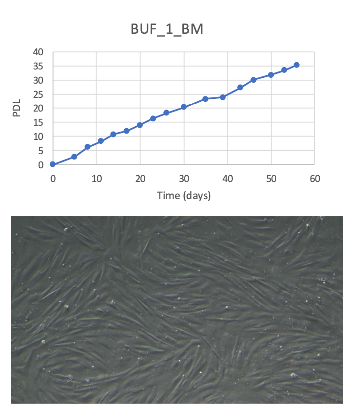 <tc>WildBio</tc> バッファローMSC細胞株 – 骨髄