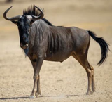 <tc>WildBio</tc> קו תאי פיברובלסט של גנו כחול – עור