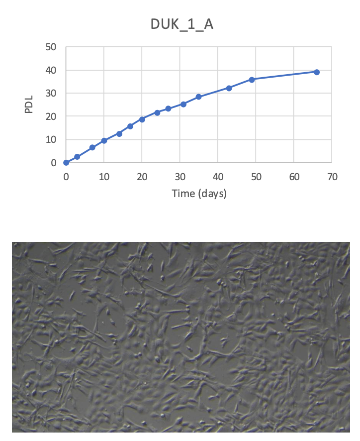 <tc>WildBio</tc> ダイカー前脂肪細胞株 – 脂肪