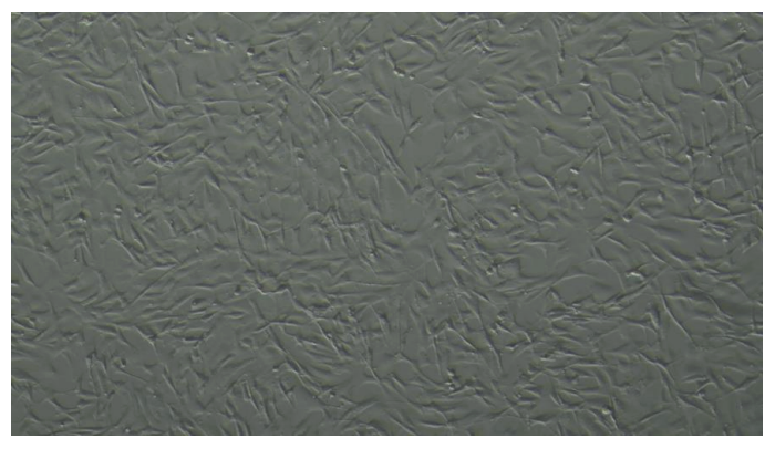 <tc>WildBio</tc> קו תאי מיובלסט של ג'ירפה – שריר