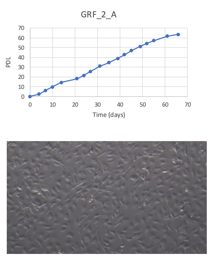 <tc>WildBio</tc> קו תאי קדם-אדיפוציט של ג'ירפה – שומן