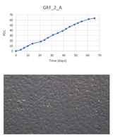 <tc>WildBio</tc> קו תאי קדם-אדיפוציט של ג'ירפה – שומן