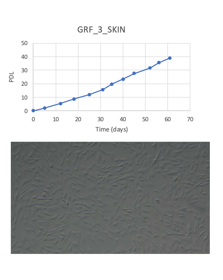 <tc>WildBio</tc> キリン線維芽細胞株 – 皮膚