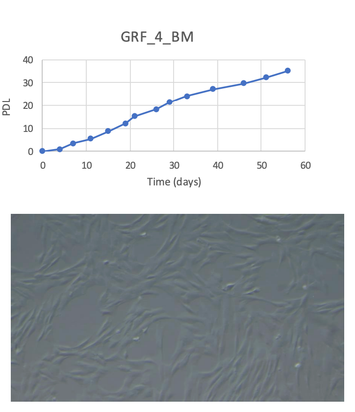 <tc>WildBio</tc> קו תאי MSC של ג'ירפה – מח עצם