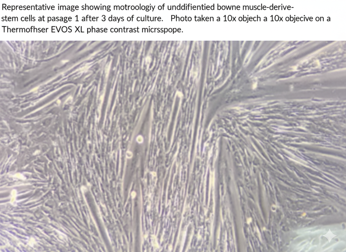 Quest Bovine Primary Cell Lines