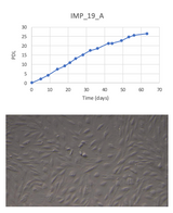 <tc>WildBio</tc> קו תאי פרה-אדיפוציטים של אימפלה – שומן
