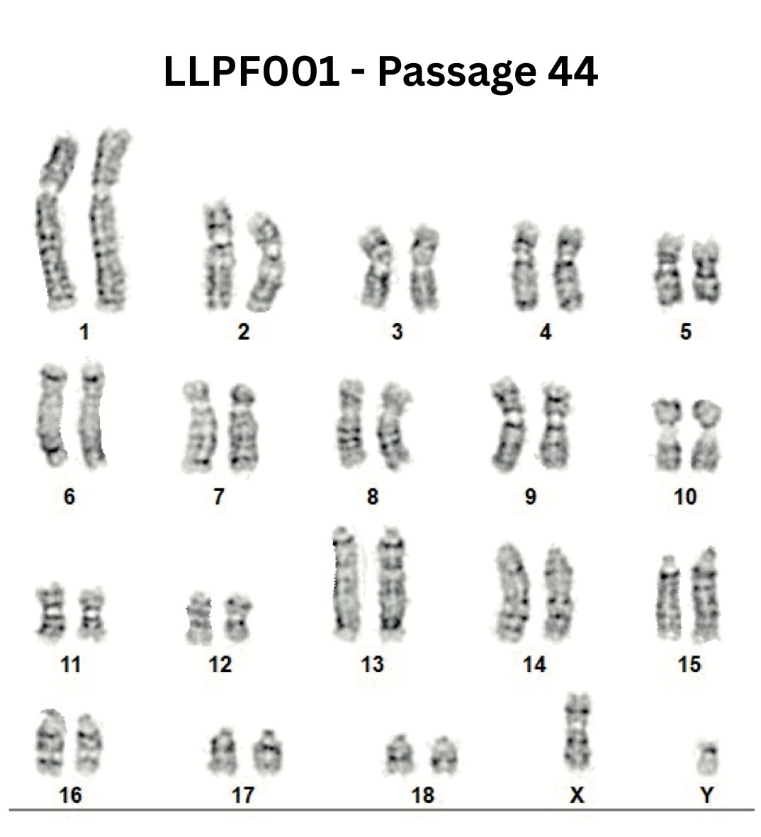 Livestock Labs Porcine Fibroblasts