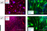 Quest Water Buffalo Primary Cell Lines