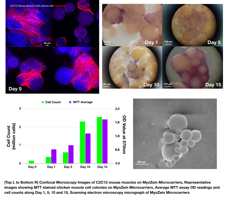 MyoWorks MyoZein Microcarriers