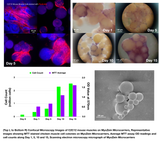 MyoWorks MyoZein Microcarriers