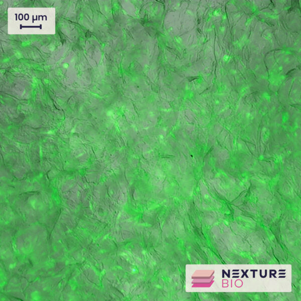 Nexture Bio Sponge Scaffold