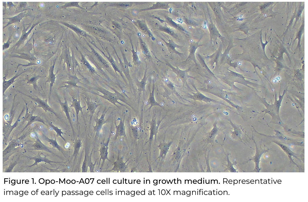 Opo Bio Bovine Wagyu Pre-Adipocytes