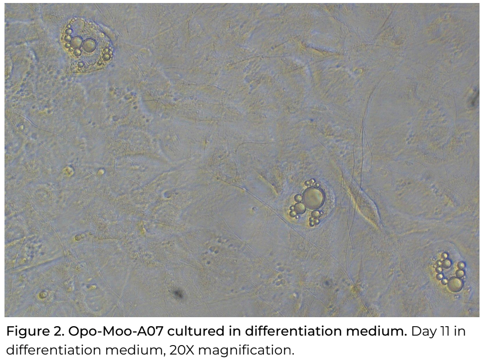 Opo Bio Bovine Wagyu Pre-Adipocytes