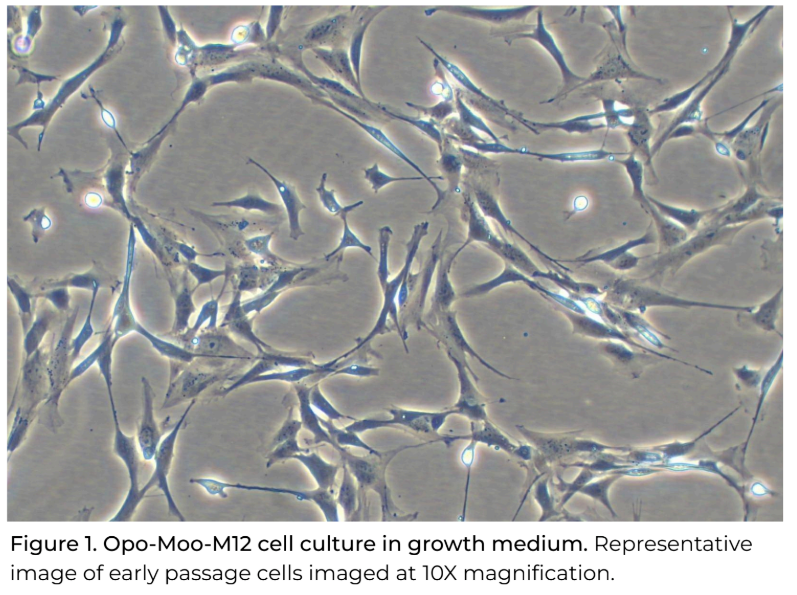 Opo Bio Bovine Wagyu Satellite Cells