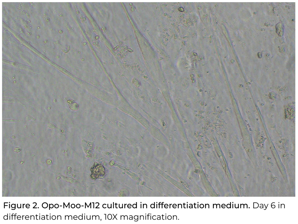 Opo Bio Bovine Wagyu Satellite Cells