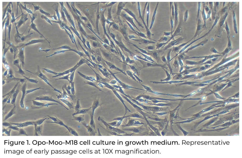 Opo Bio Bovine Angus Satellite Cells