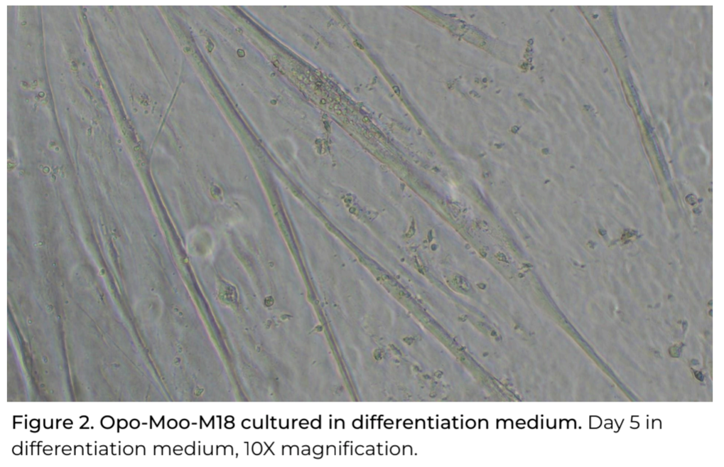 Opo Bio Bovine Angus Satellite Cells