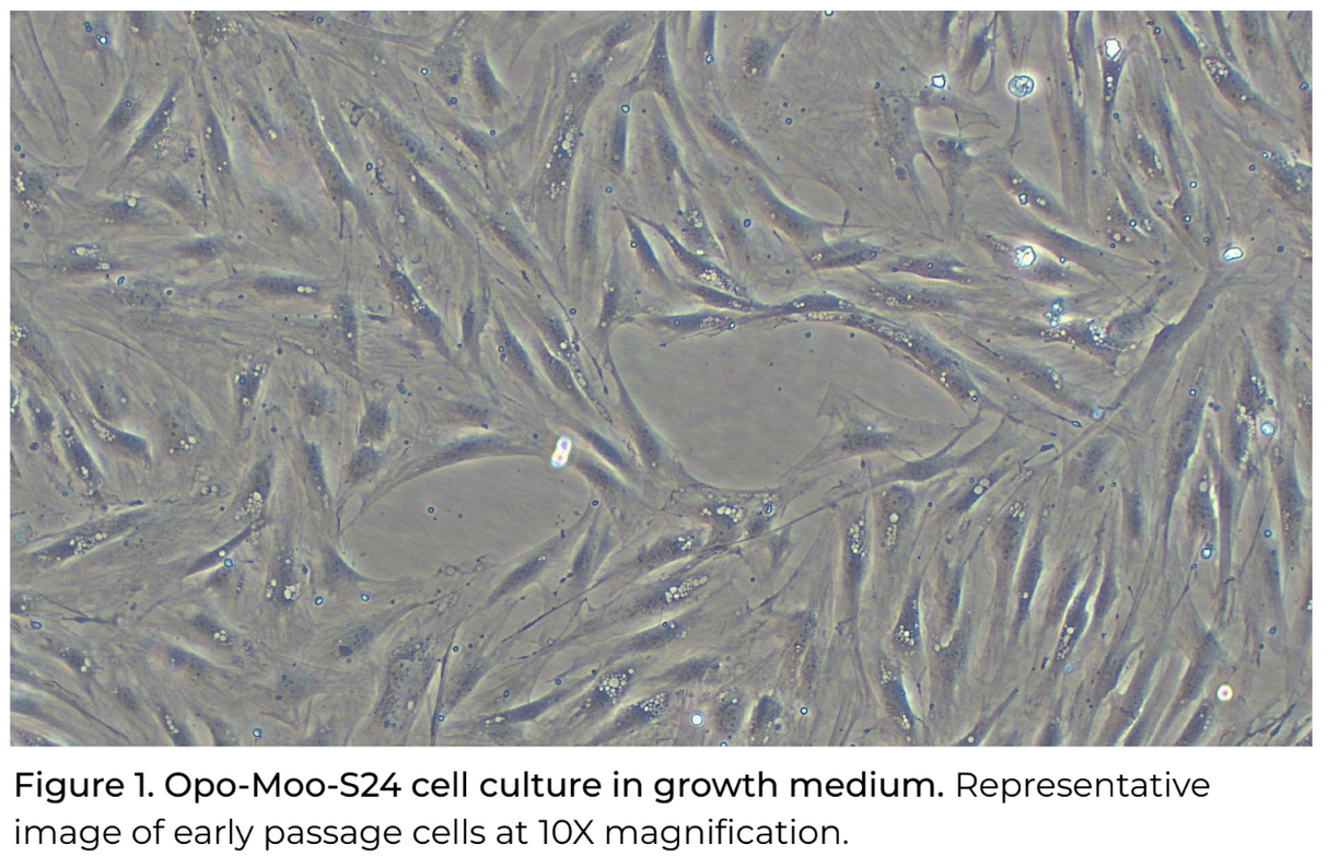 Opo Bio Bovine Angus Fibroblasts