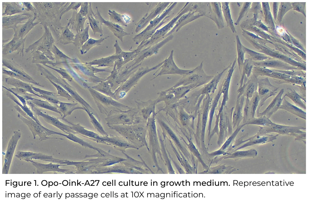 Opo Bio Porcine Pre-Adipocytes