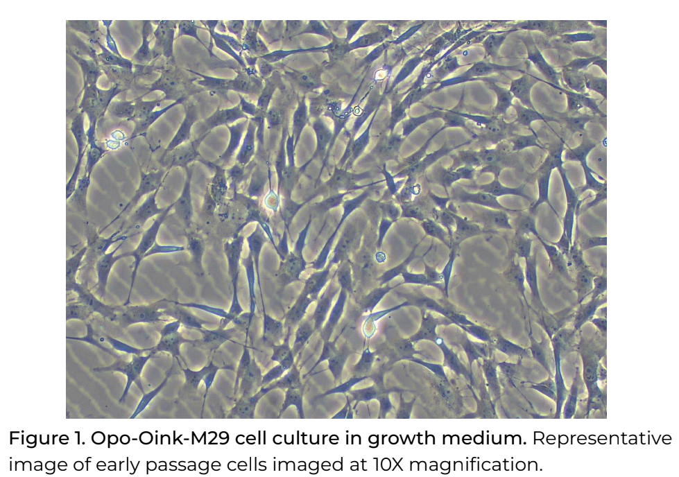 Opo Bio Porcine Satellite Cells
