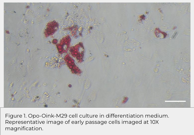Opo Bio Porcine Satellite Cells